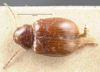Media type: image; Entomology 9827   Aspect: habitus dorsal view